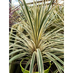 Cordyline autralis torbay variegata m20           