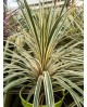 Cordyline autralis torbay variegata m20           
