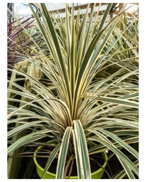 Cordyline autralis torbay variegata m20           