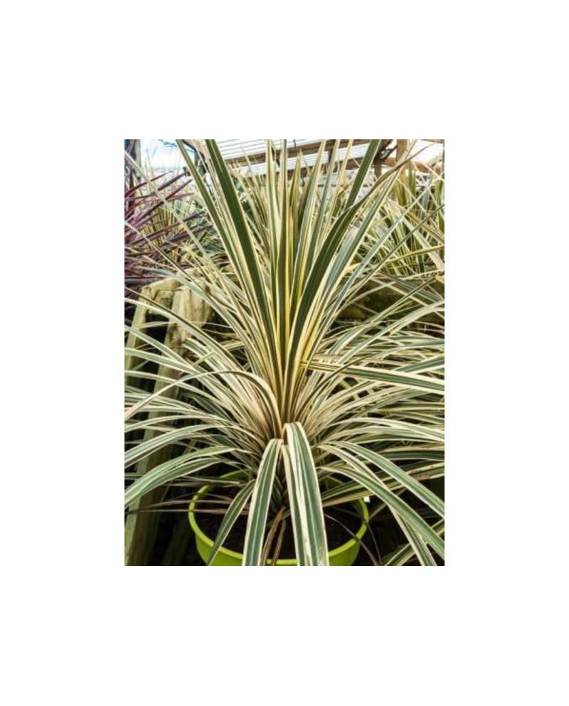 Cordyline autralis torbay variegata m20           