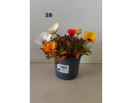 Messembryanthemum ficoide m11                     