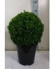Buxus sempervivens bola diam.30/40cm m24          