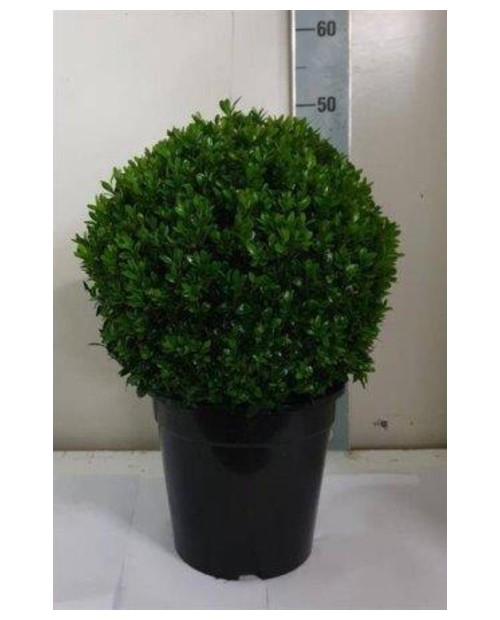 Buxus sempervivens bola diam.30/40cm m24          