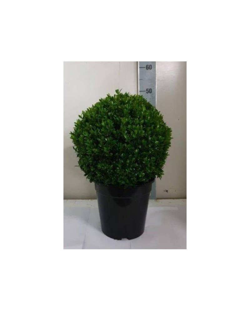 Buxus sempervivens bola diam.30/40cm m24          