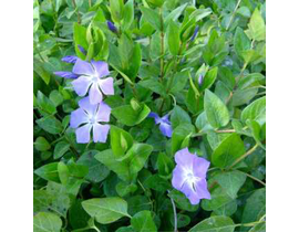 Vinca major 11                                    
