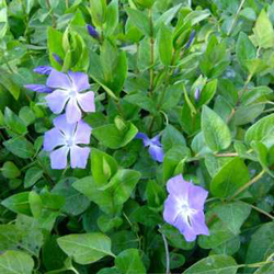 Vinca major 11                                    