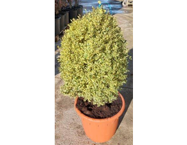 Buxus elegans variegata m32 60/80cm               