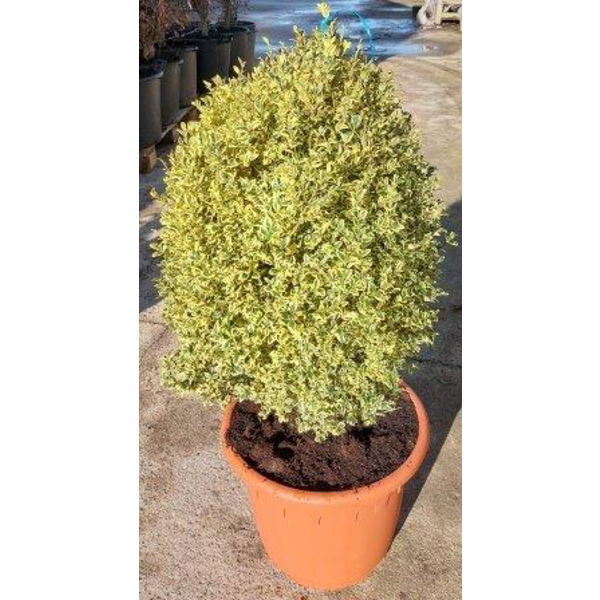 Buxus elegans variegata m32 60/80cm               
