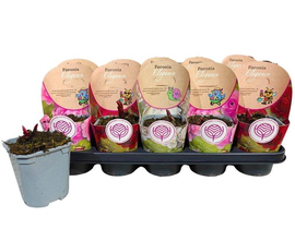 Paeonia lactiflora m12                            