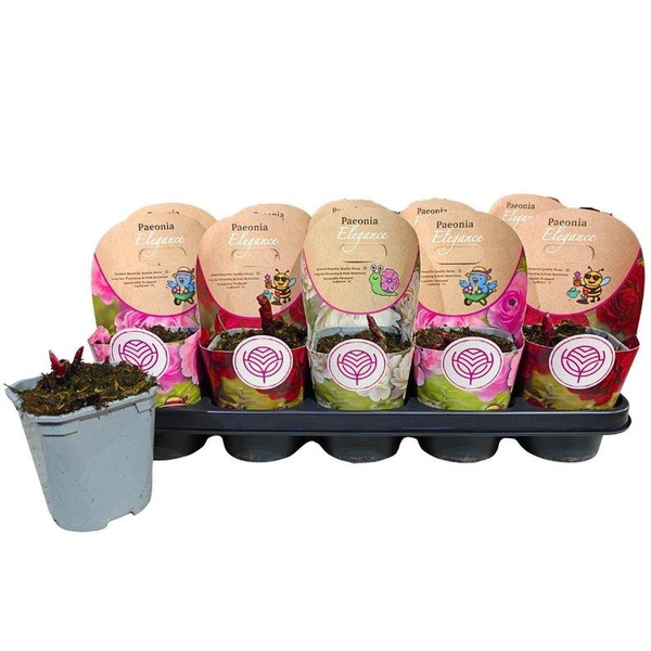 Paeonia lactiflora m12                            