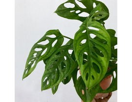 Philodendron obliqua m12                          
