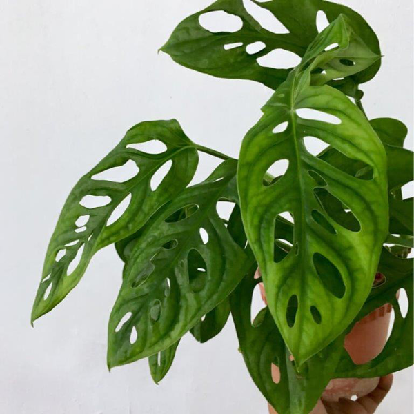 Philodendron obliqua m12                          