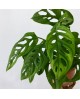 Philodendron obliqua m12                          