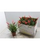 Vriesia astrid m12                                