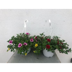 Composicion confeti calibrachoa m17               