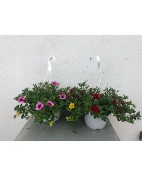 Composicion confeti calibrachoa m17               