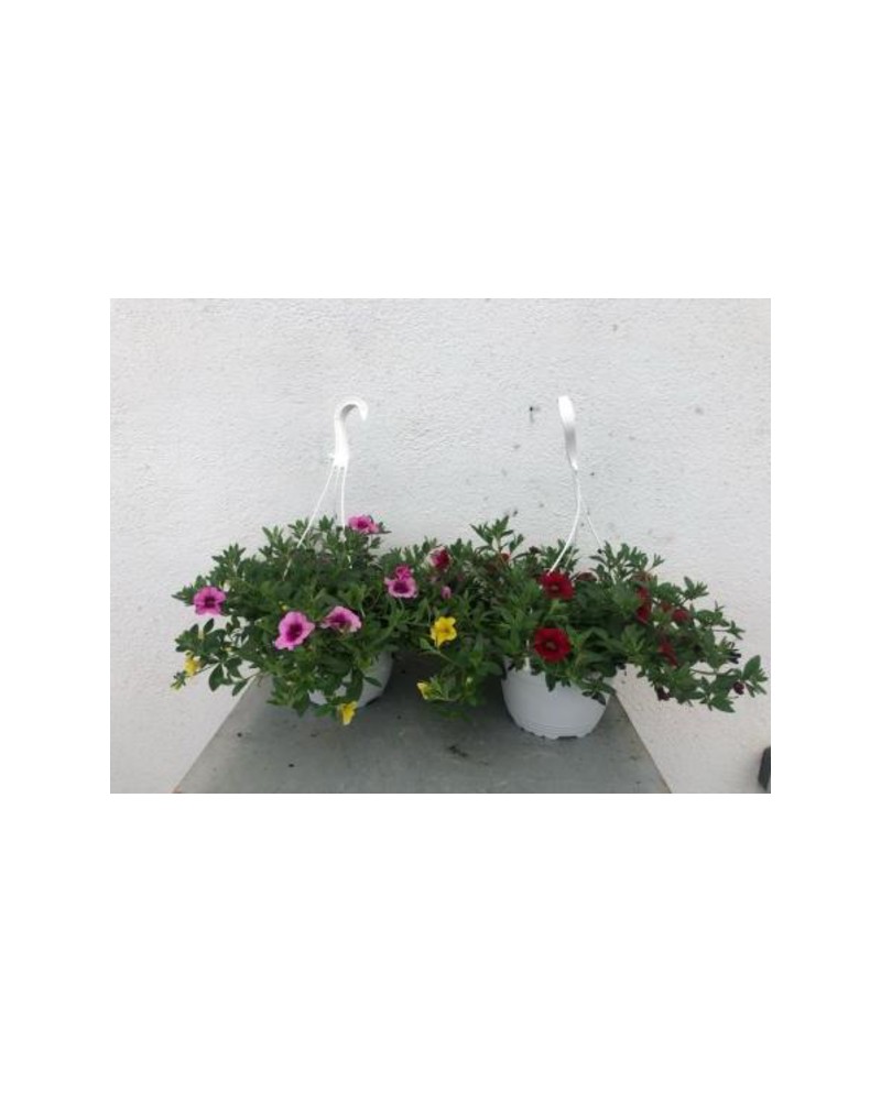 Composicion confeti calibrachoa m17               