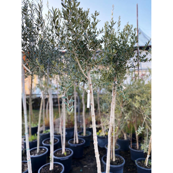 Olivo de copa 10/12 140/150cm                     