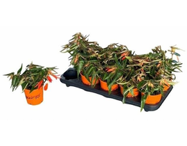 Begonia bonfire m11                               