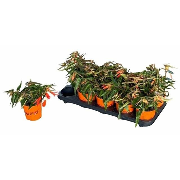 Begonia bonfire m11                               