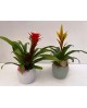 Guzmania ceramica sita Ø15                        