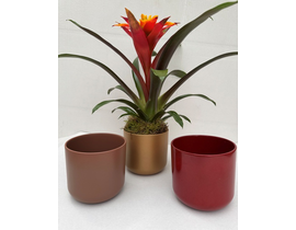 Guzmania ceramica sita Ø15                        