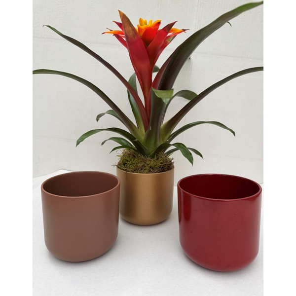 Guzmania ceramica sita Ø15                        