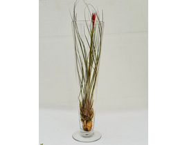Glas tillandsia alto                              