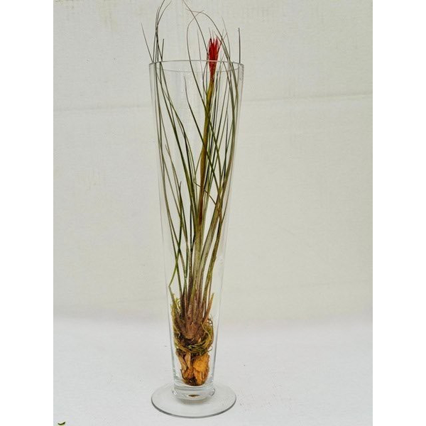 Glas tillandsia alto                              