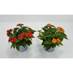 Lantana mix m17                                   