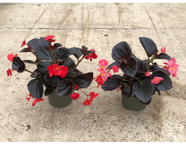 Begonia viking m17                                