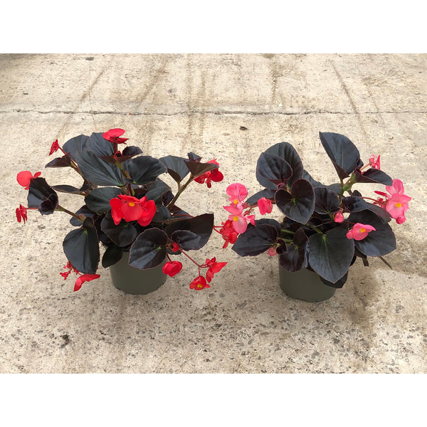 Begonia viking m17                                