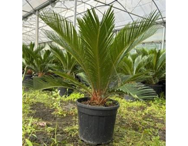 Cyca revoluta 10lt 30/40cm                        