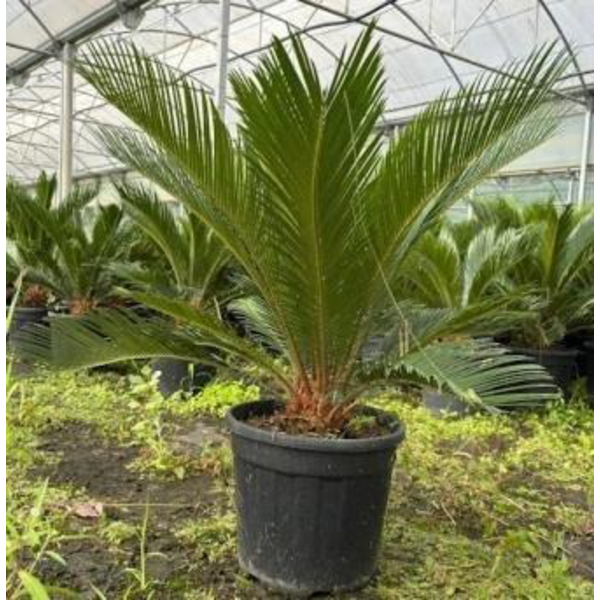 Cyca revoluta 10lt 30/40cm                        