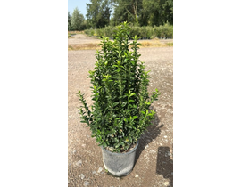 Euonimus japonica benkomasaki 10lt 60/80cm        