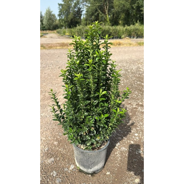 Euonimus japonica benkomasaki 10lt 60/80cm        