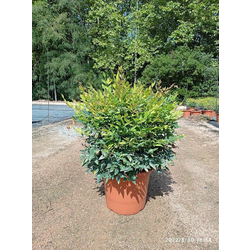 Nandina domestica gulf stream 10lt 40/60cm        
