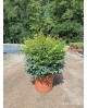 Nandina domestica gulf stream 10lt 40/60cm        