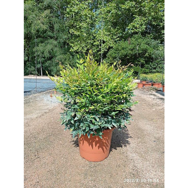 Nandina domestica gulf stream 10lt 40/60cm        