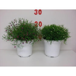 Gypsophila muralis 14                             