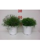 Gypsophila muralis m13                            