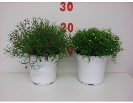 Gypsophila muralis m13                            