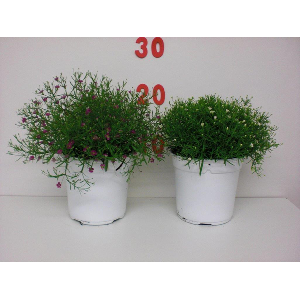 Gypsophila muralis m13                            
