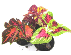 Coleus blumei mix  m11                            