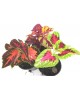 Coleus blumei mix  m11                            
