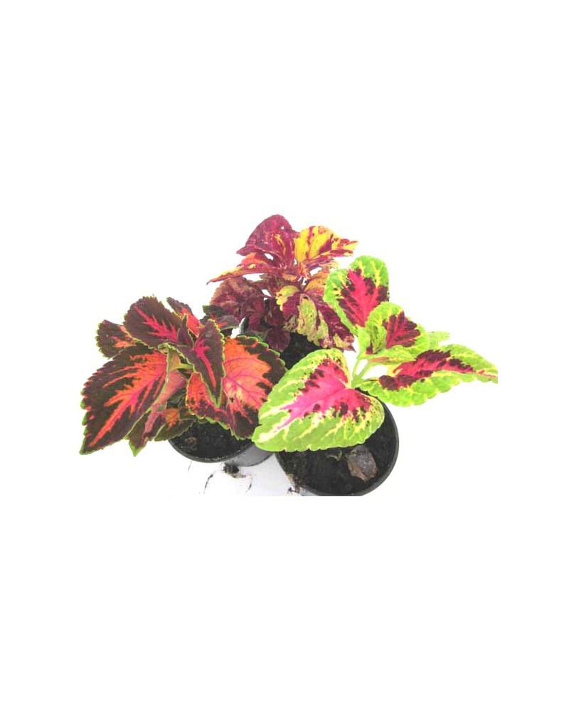 Coleus blumei mix  m11                            
