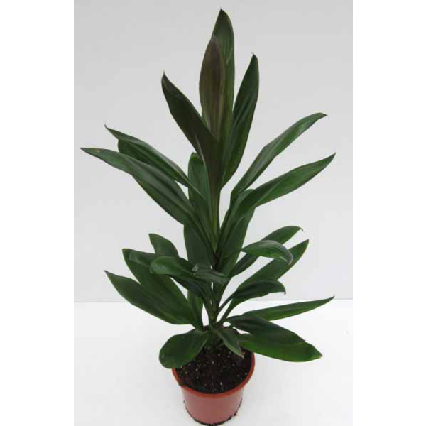 Cordyline glauca wolkaerti 13                     