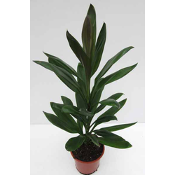 Cordyline glauca wolkaerti 13                     