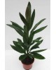 Cordyline glauca wolkaerti 13                     