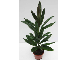 Cordyline glauca wolkaerti 13                     